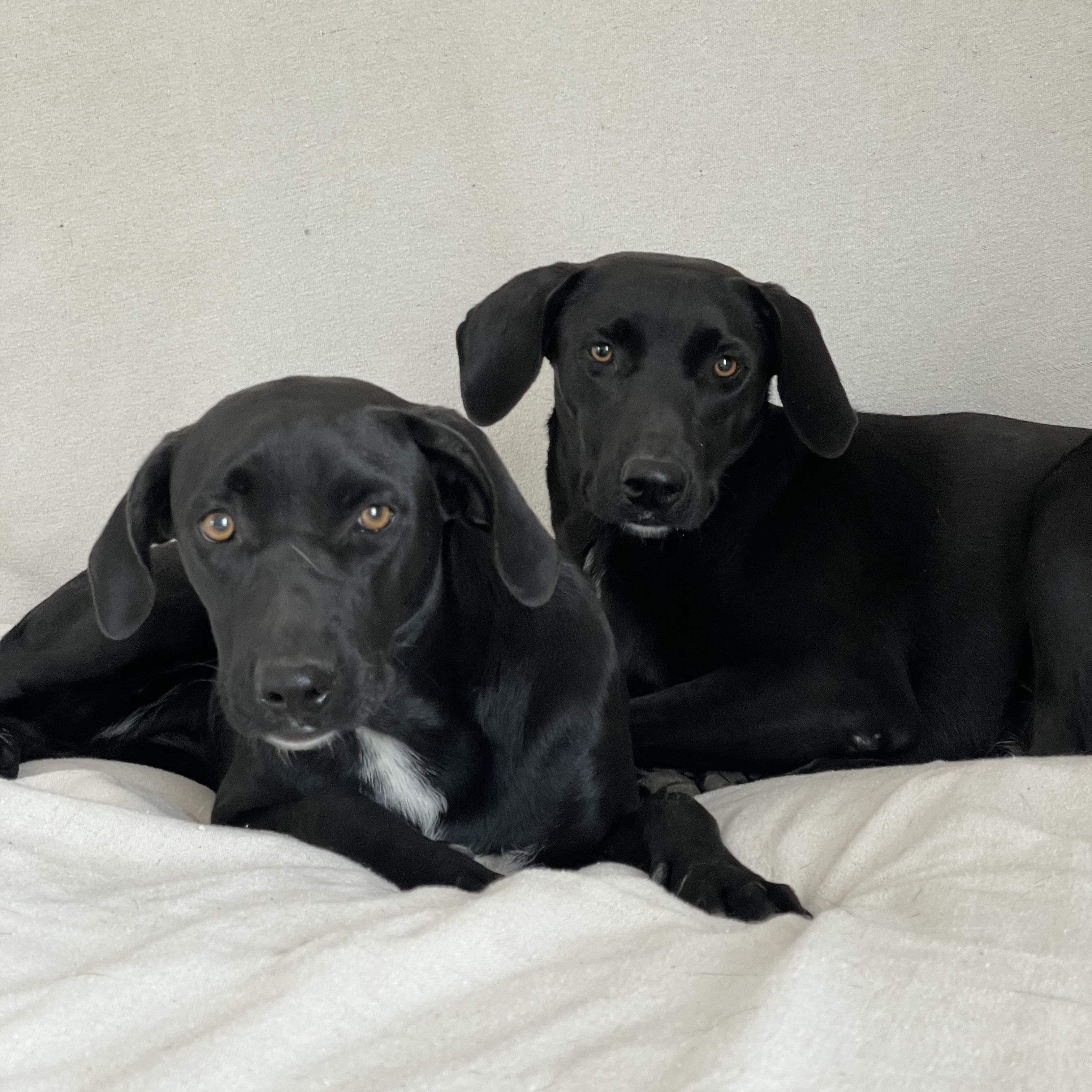 Astrid and Elin, a ADOPTABLE mixed breed in West Hartford , CT image 6/6