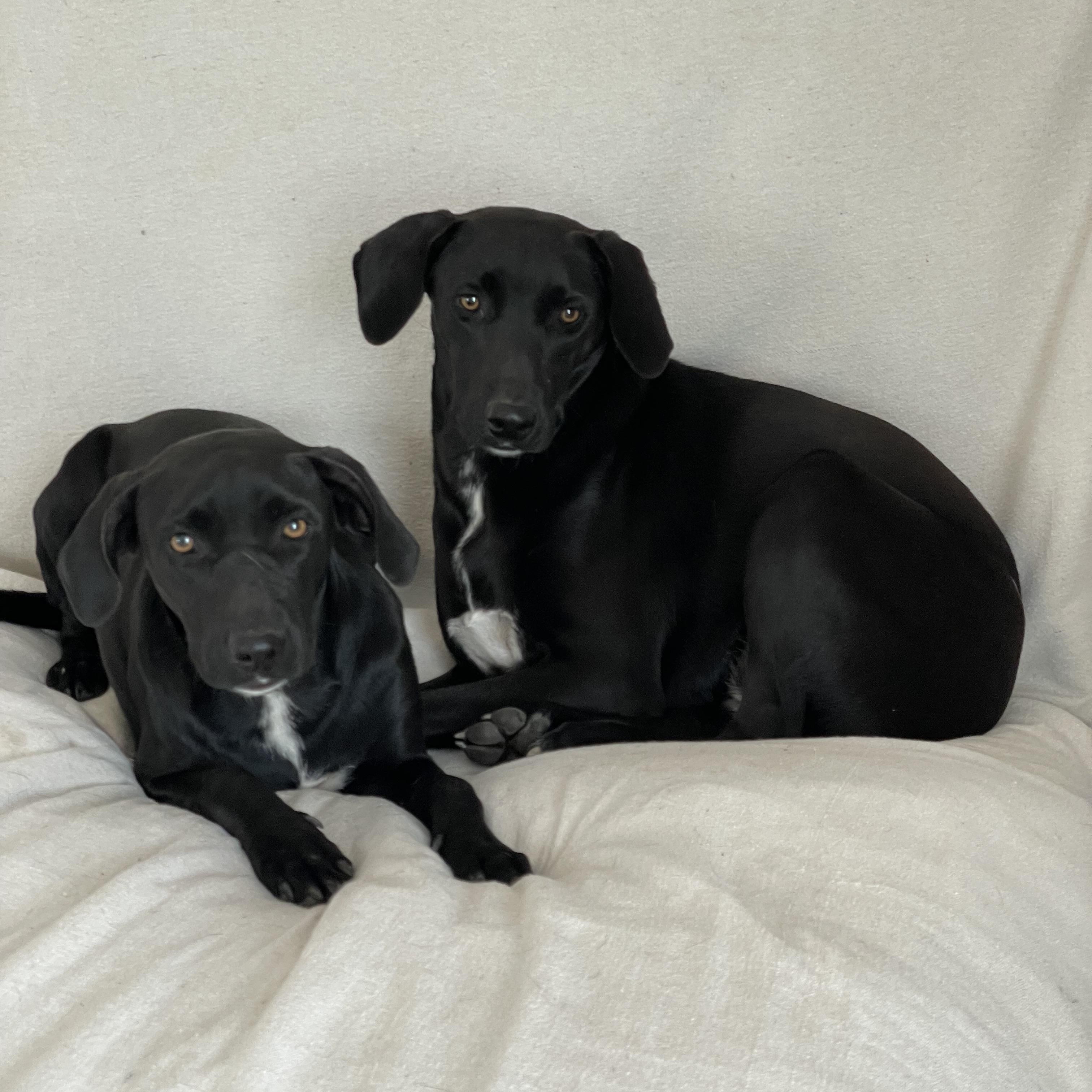 Astrid and Elin, a ADOPTABLE mixed breed in West Hartford , CT image 4/6
