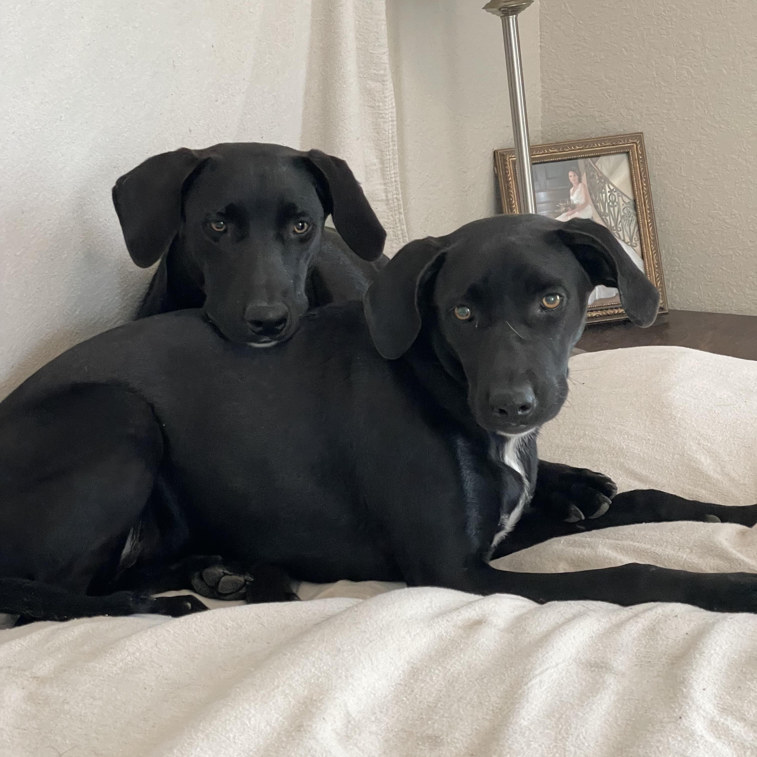 Astrid and Elin, a ADOPTABLE mixed breed in West Hartford , CT image 2/6