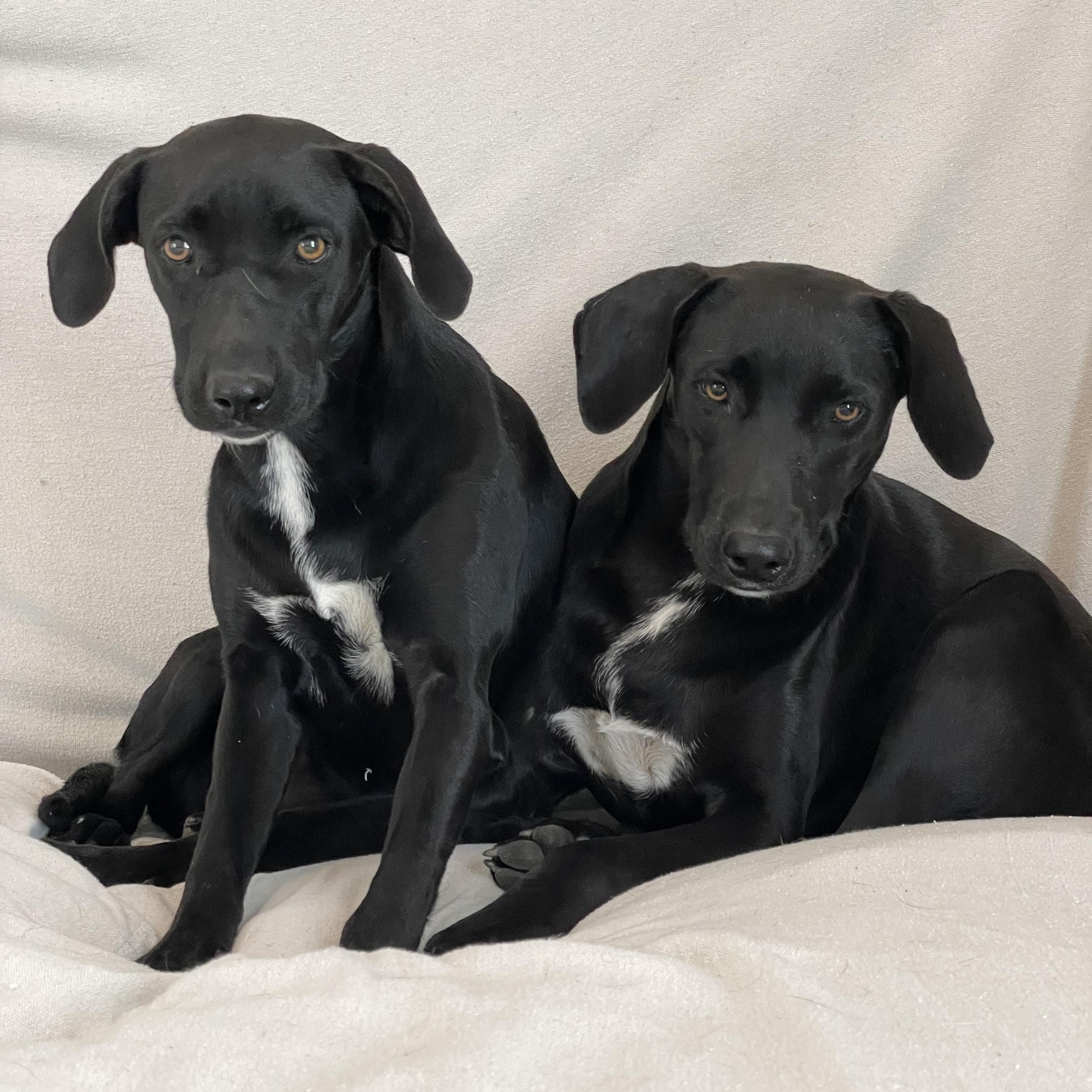 Astrid and Elin, a ADOPTABLE mixed breed in West Hartford , CT image 3/6