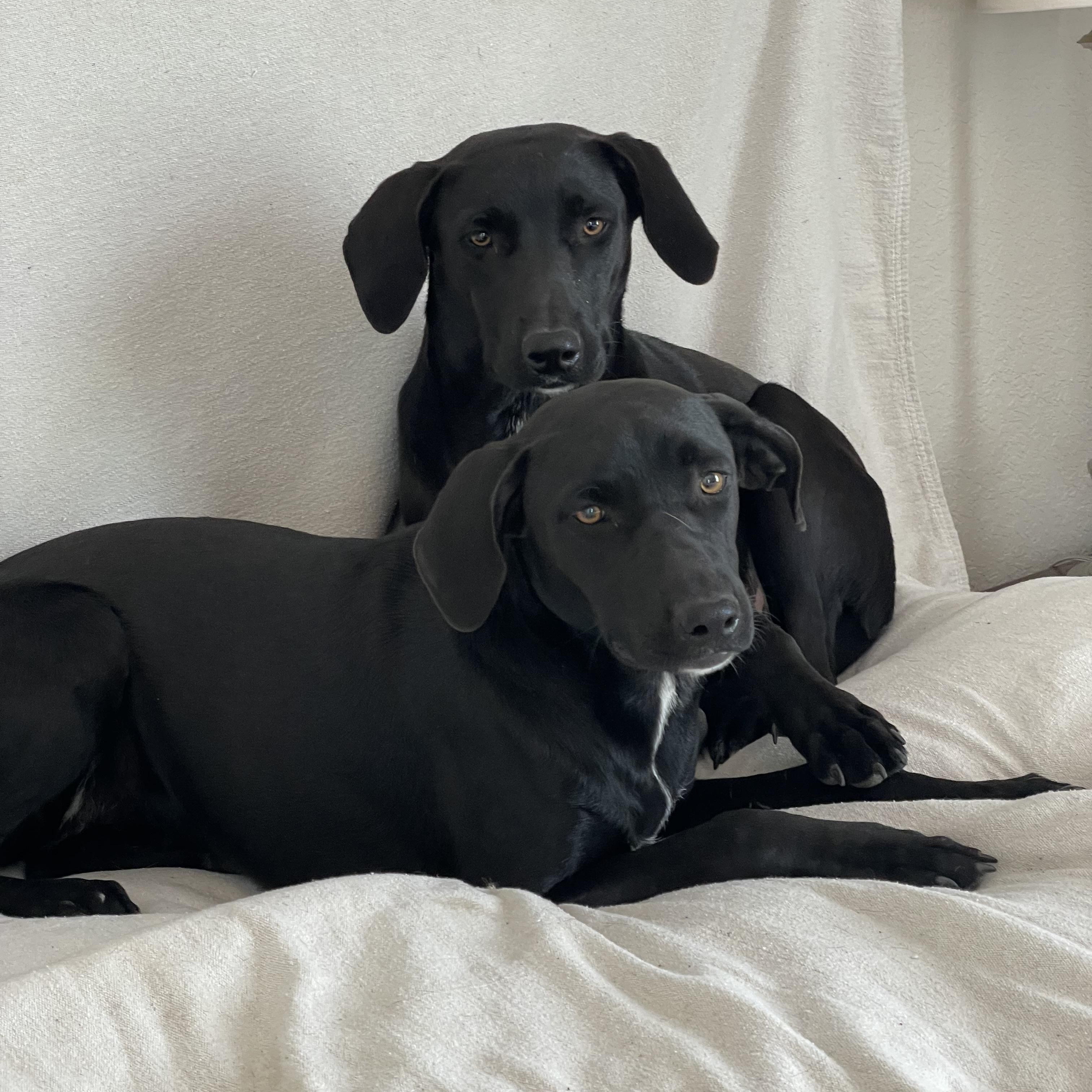 Astrid and Elin, a ADOPTABLE mixed breed in West Hartford , CT image 5/6