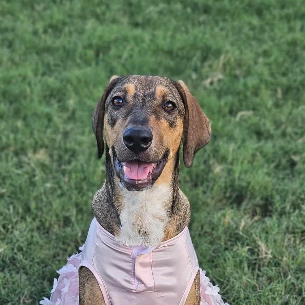 Cookie — thumbnail 2