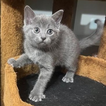 Enlarge Eeyore, an adopted mixed breed in Hyattsville, MD image 4/6