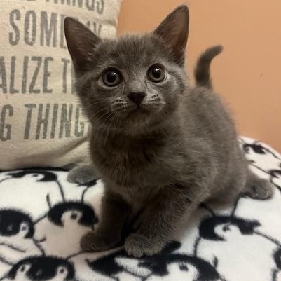 Enlarge Eeyore, an adopted mixed breed in Hyattsville, MD image 3/6