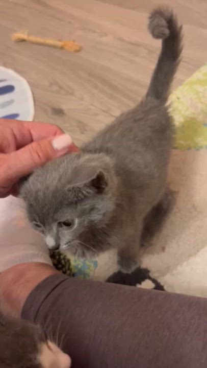 Enlarge Eeyore, an adopted mixed breed in Hyattsville, MD video 2/6