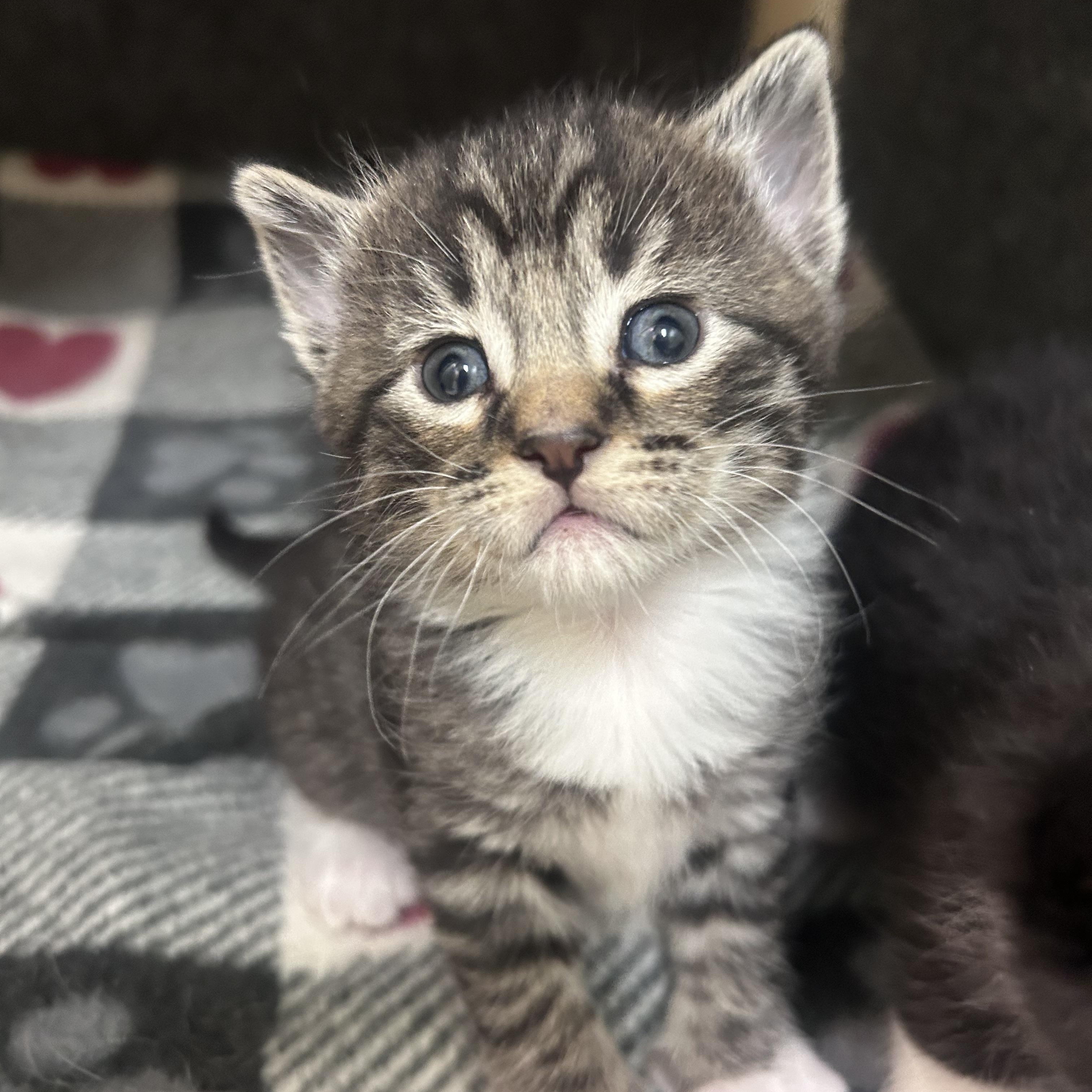 Juliet, ADOPTABLE, Kitten Female Domestic Short Hair.