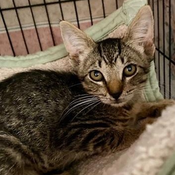 Enlarge Luna, a Adoptable Domestic Short Hair in Ocean Isle Beach, NC image 1/1