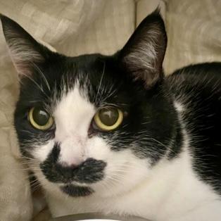 Cedar, Adoptable, Senior Female Domestic Medium Hair & Domestic Short Hair.