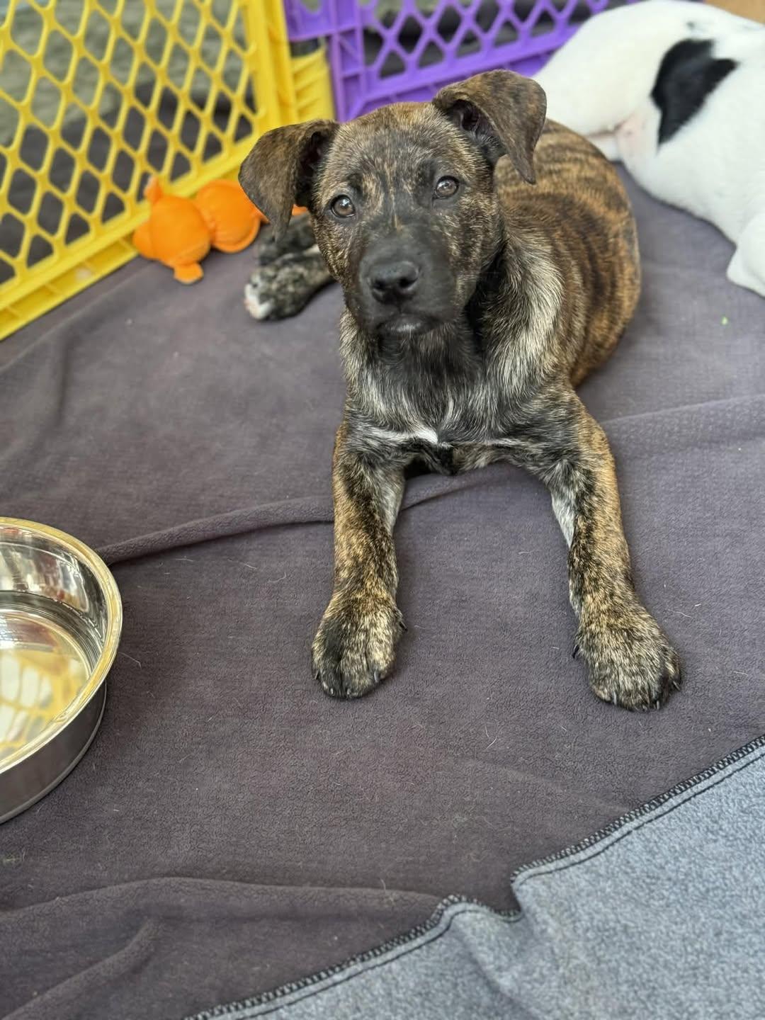 Enlarge Elloree, a Adoptable mixed breed in Bahama, NC image 1/1