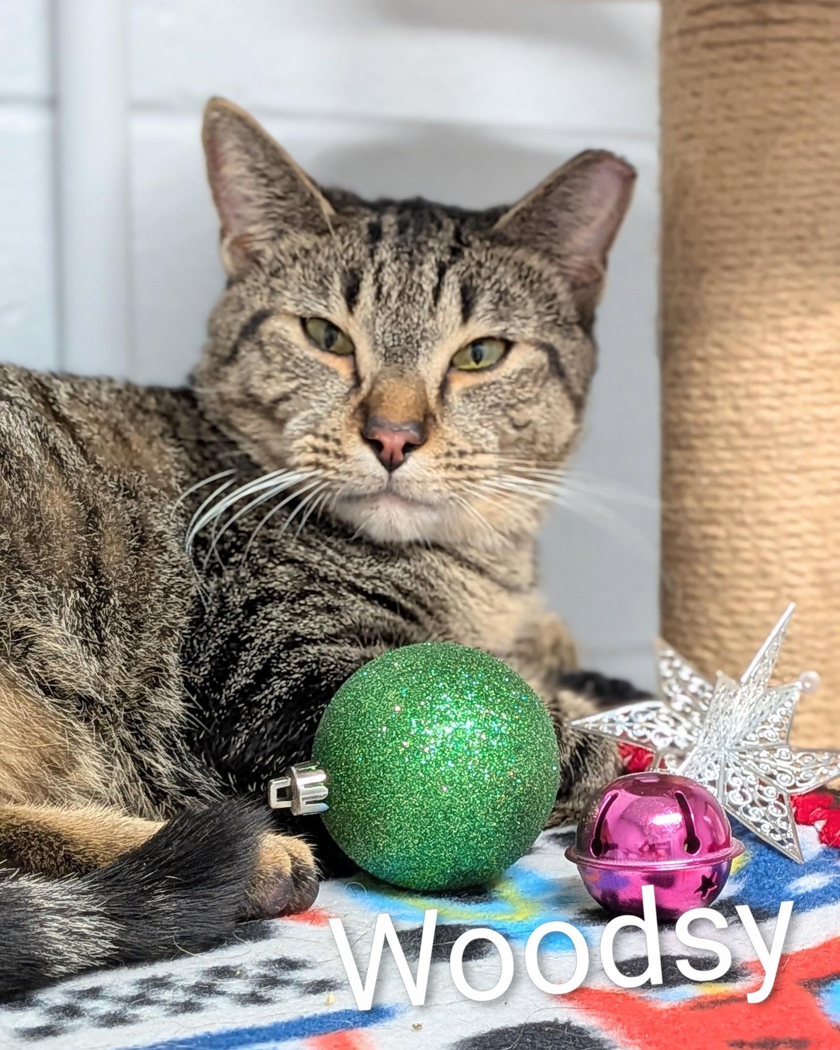 Woodsy, ADOPTABLE, Adult Male Domestic Short Hair.