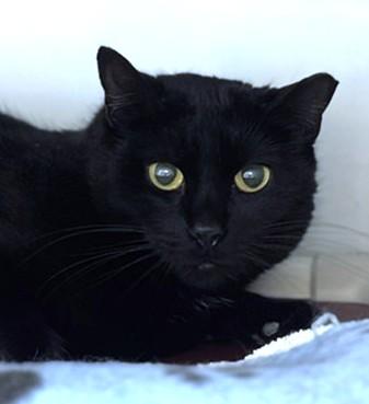 LORETTA, Adoptable, Young Female Domestic Short Hair.