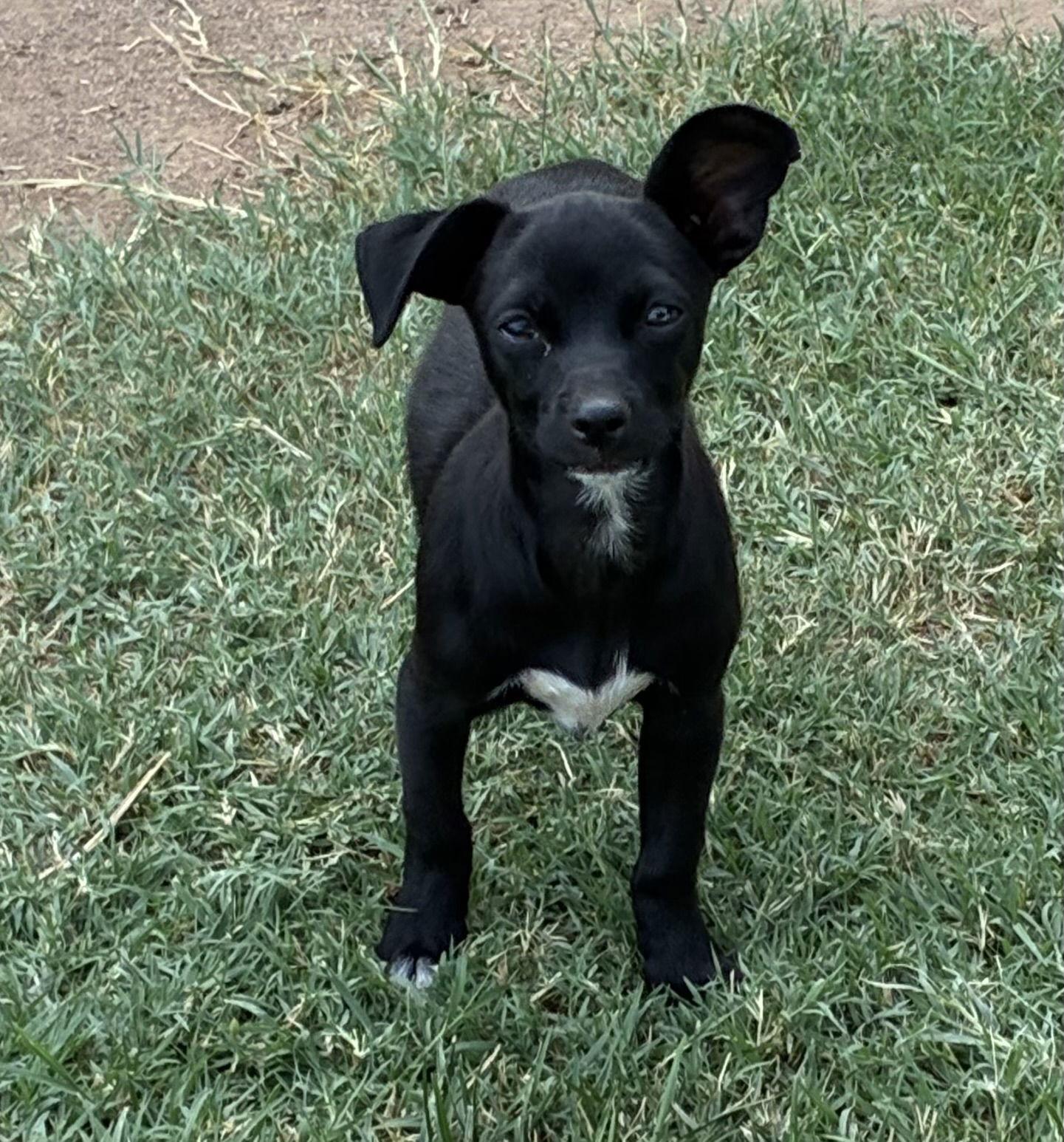Ladybug, Adoptable, Puppy Female Chihuahua.