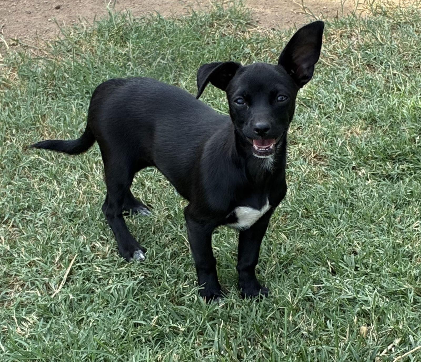 Enlarge Ladybug, a Adoptable Chihuahua in Hesperia, CA image 2/3