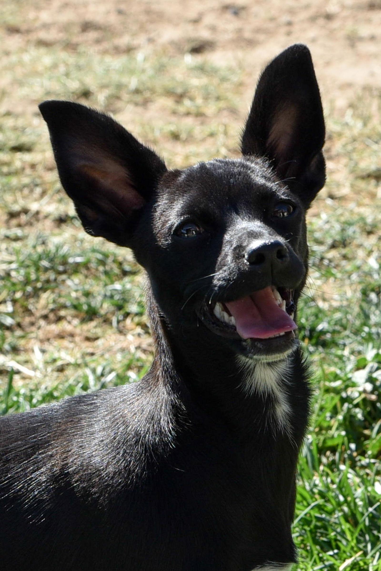 Enlarge Ladybug, a Adoptable Chihuahua in Hesperia, CA image 3/3