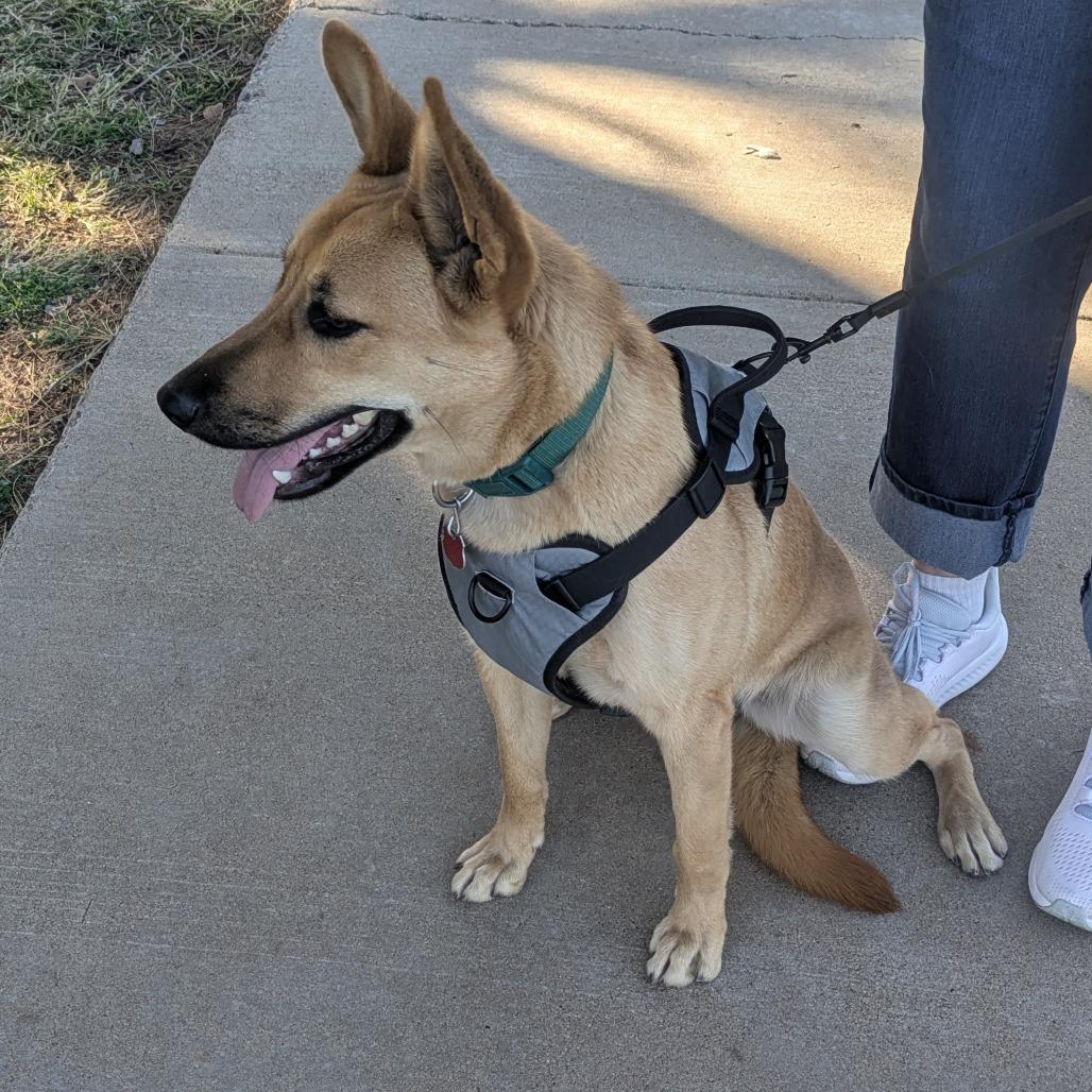 Bindi, Adoptable, Young Female German Shepherd Dog & Belgian Shepherd / Malinois.