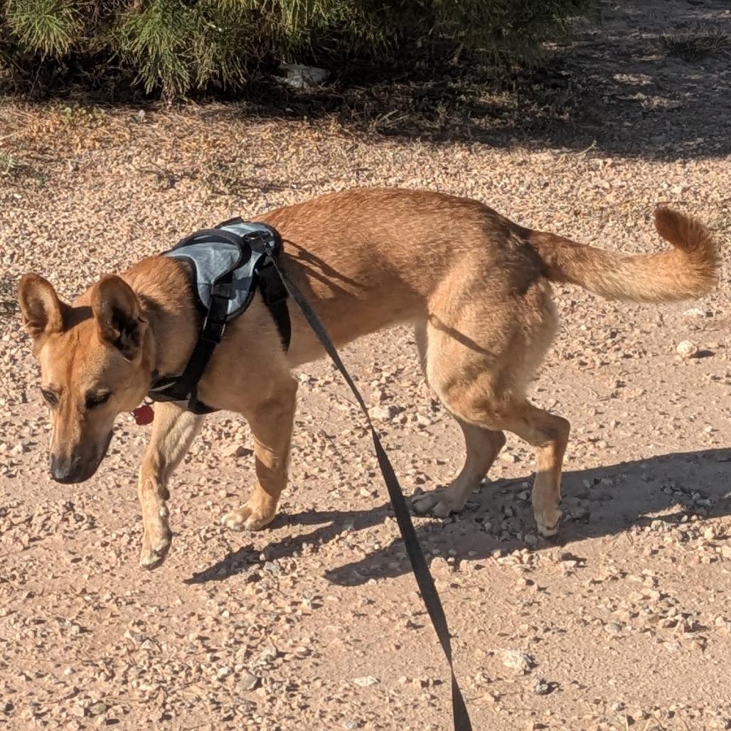Enlarge Bindi, a Adoptable mixed breed in Midland, TX image 2/3