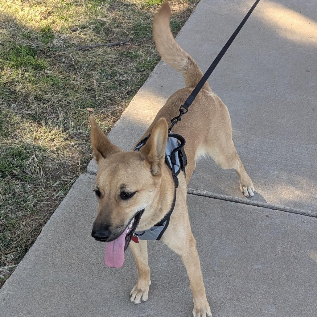 Enlarge Bindi, a Adoptable mixed breed in Midland, TX image 3/3