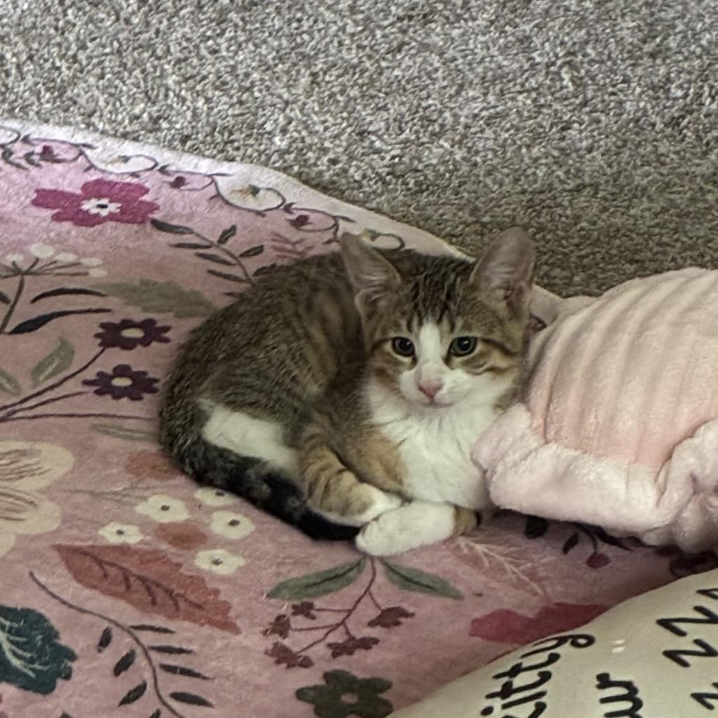 Tubby Zig, Adoptable, Kitten Male Domestic Short Hair.