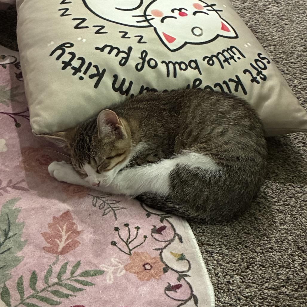 Enlarge Tubby Zig, a Adoptable Domestic Short Hair in Mondovi, WI image 2/5