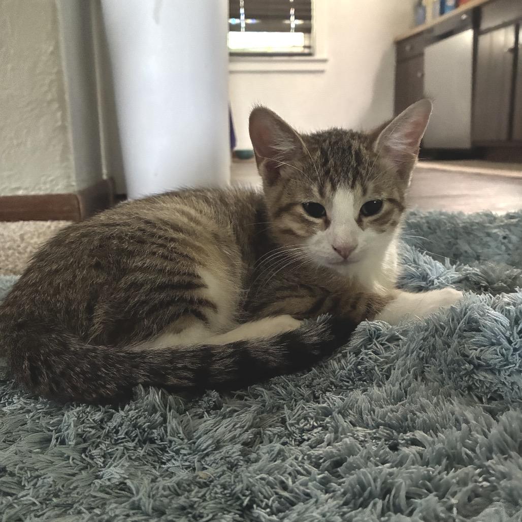 Enlarge Tubby Zig, a Adoptable Domestic Short Hair in Mondovi, WI image 3/5