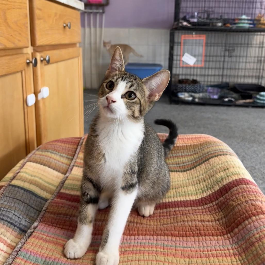 Enlarge Tubby Zig, a Adoptable Domestic Short Hair in Mondovi, WI image 1/4