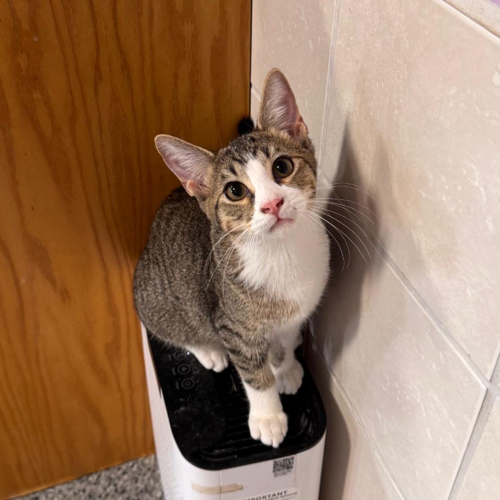 Enlarge Tubby Zig, a Adoptable Domestic Short Hair in Mondovi, WI image 2/4