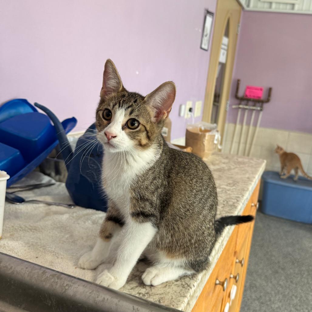 Enlarge Tubby Zig, a Adoptable Domestic Short Hair in Mondovi, WI image 3/4
