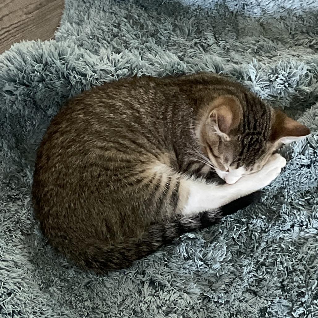 Enlarge Tubby Zig, a Adoptable Domestic Short Hair in Mondovi, WI image 5/5
