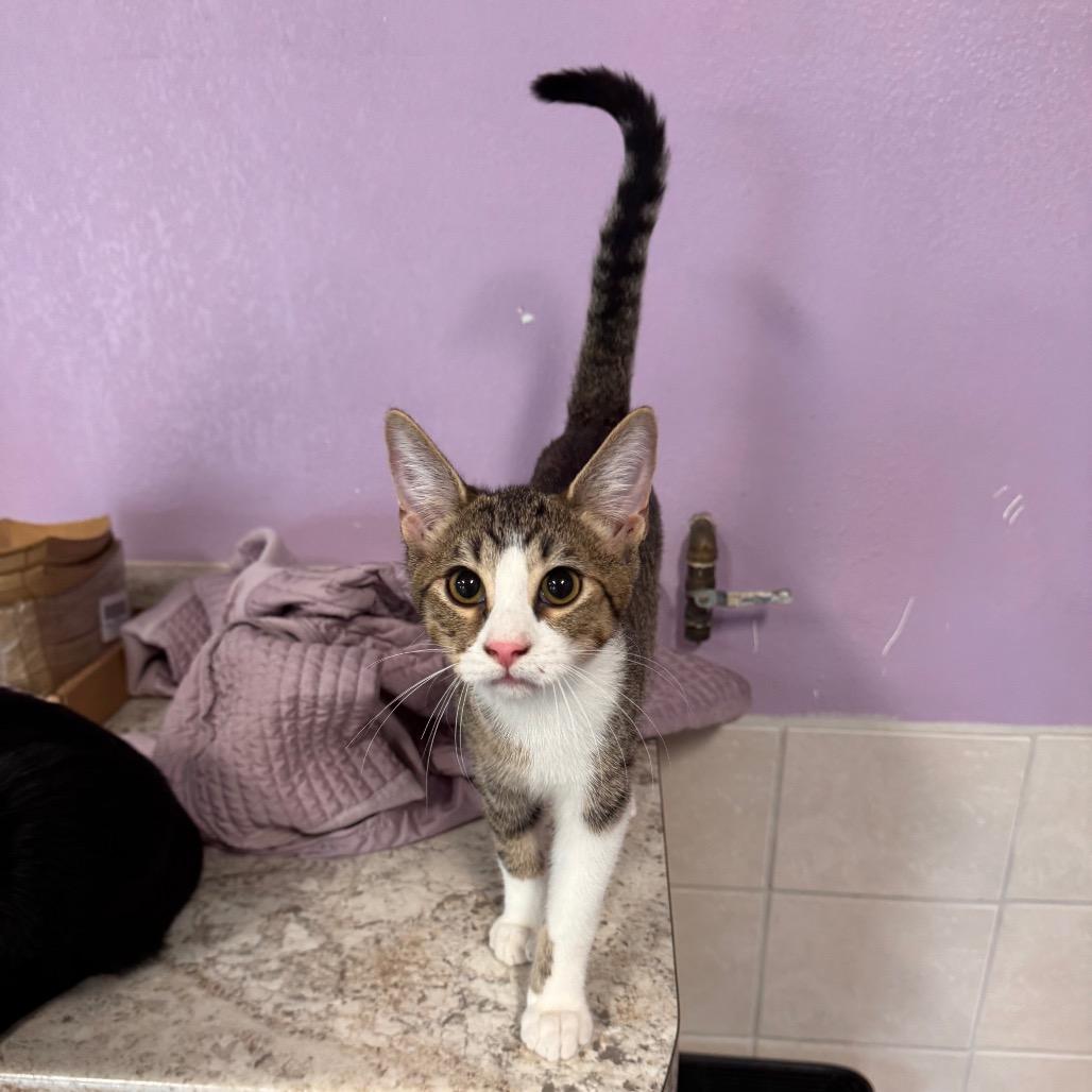 Enlarge Tubby Zig, a Adoptable Domestic Short Hair in Mondovi, WI image 4/4