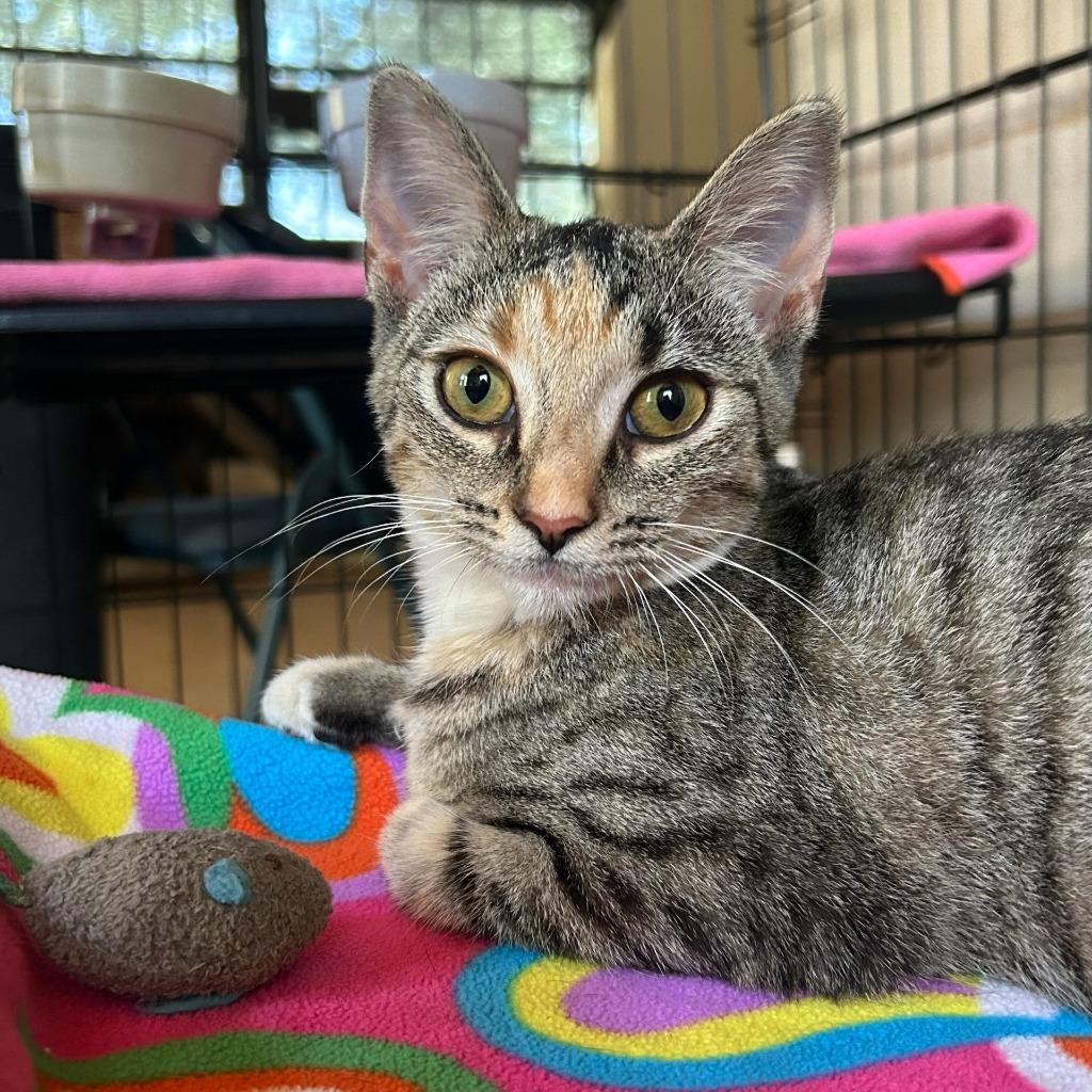 JULIET, Adopted, Young Female Domestic Short Hair.