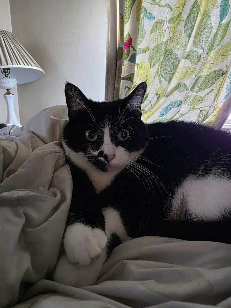 Olive Oyl, Adoptable, Adult Female Domestic Short Hair & Domestic Short Hair.