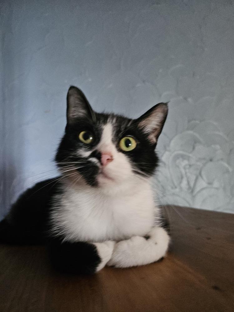 Olive Oyl — thumbnail 2