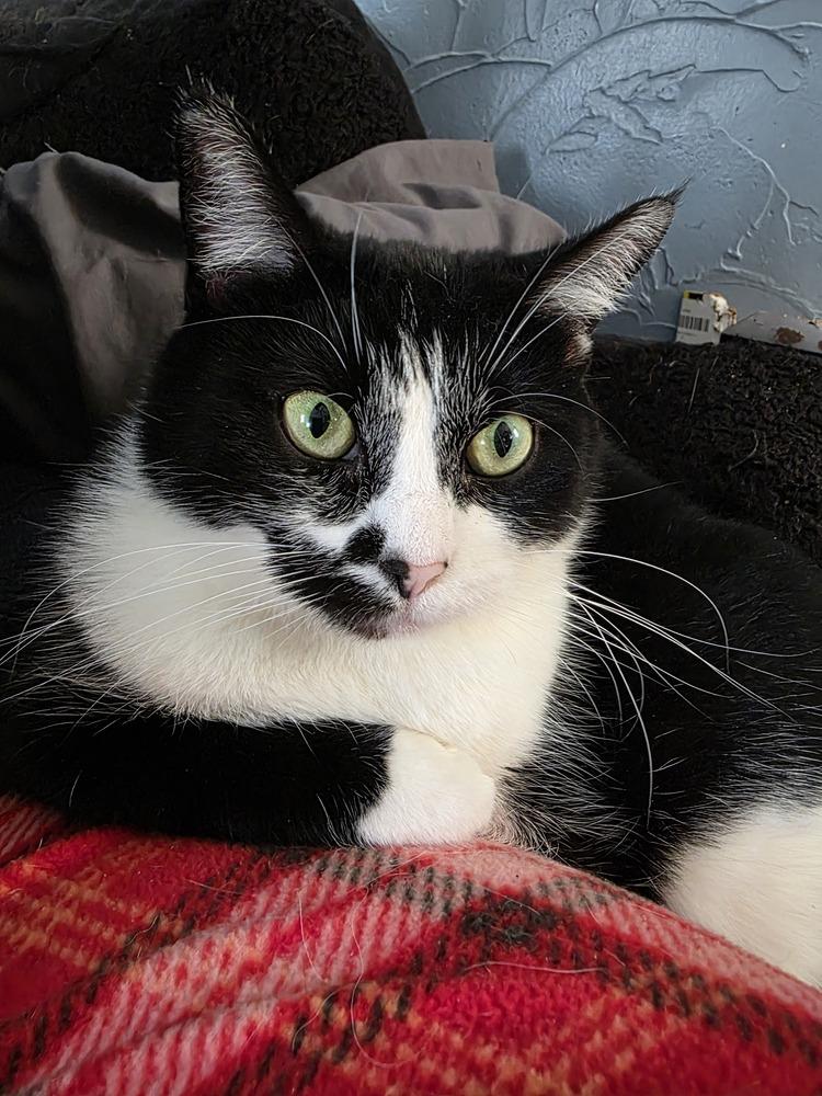 Olive Oyl — thumbnail 3