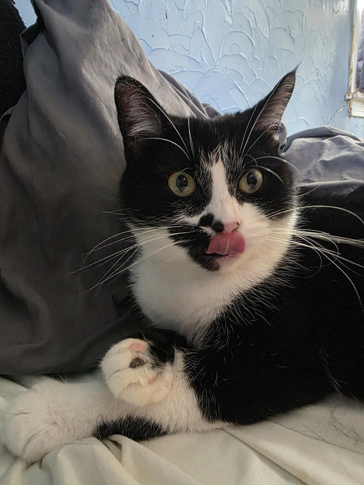 Olive Oyl — thumbnail 4