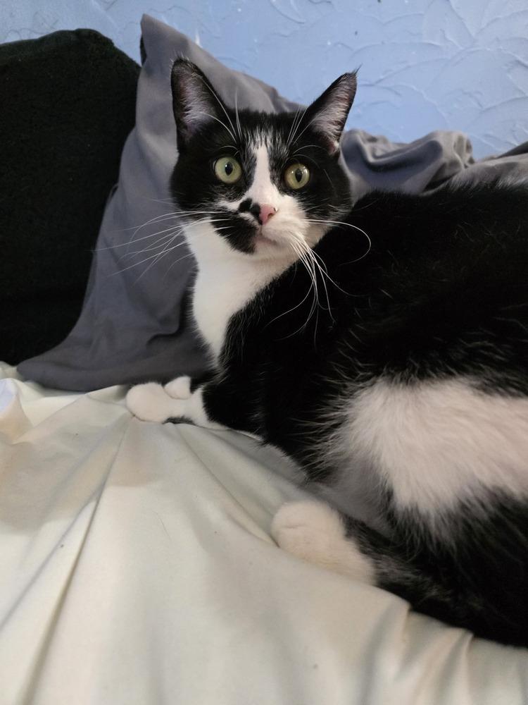 Olive Oyl — thumbnail 5