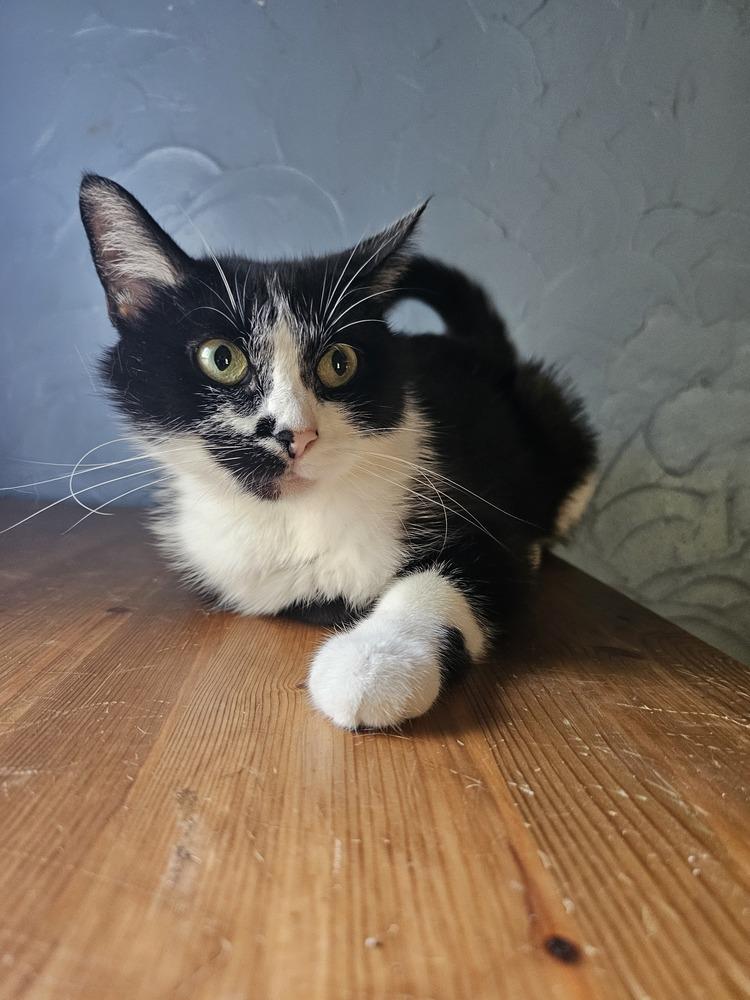 Olive Oyl — thumbnail 6