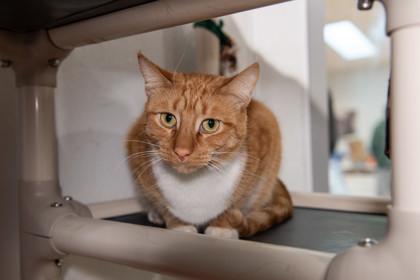 Rusty — thumbnail 2