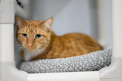 Rusty — thumbnail 3