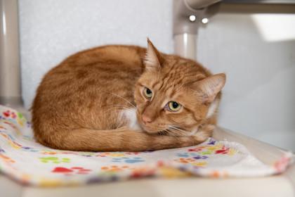 Rusty — thumbnail 4