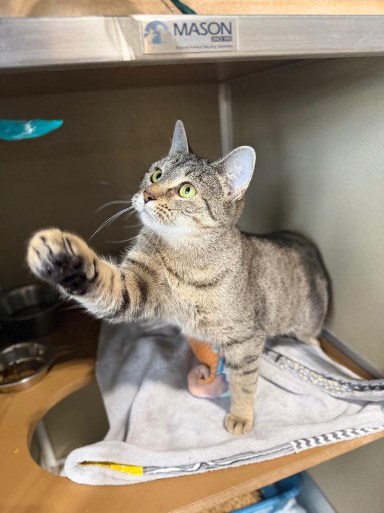 Enlarge Lady Bird- indoor/outdoor-retired momma, a Adoptable mixed breed in Pierceton, IN image 2/6