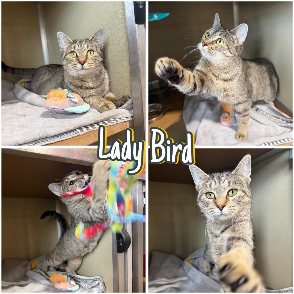 Enlarge Lady Bird- indoor/outdoor-retired momma, a Adoptable mixed breed in Pierceton, IN image 4/6
