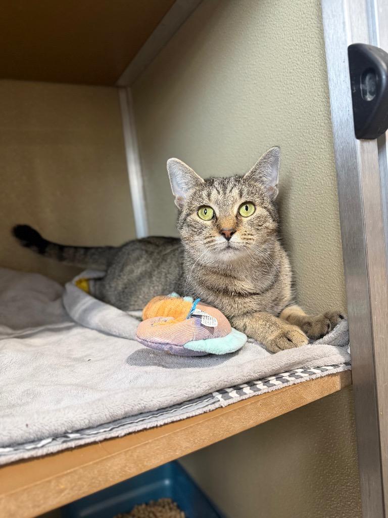 Enlarge Lady Bird- indoor/outdoor-retired momma, a Adoptable mixed breed in Pierceton, IN image 5/6