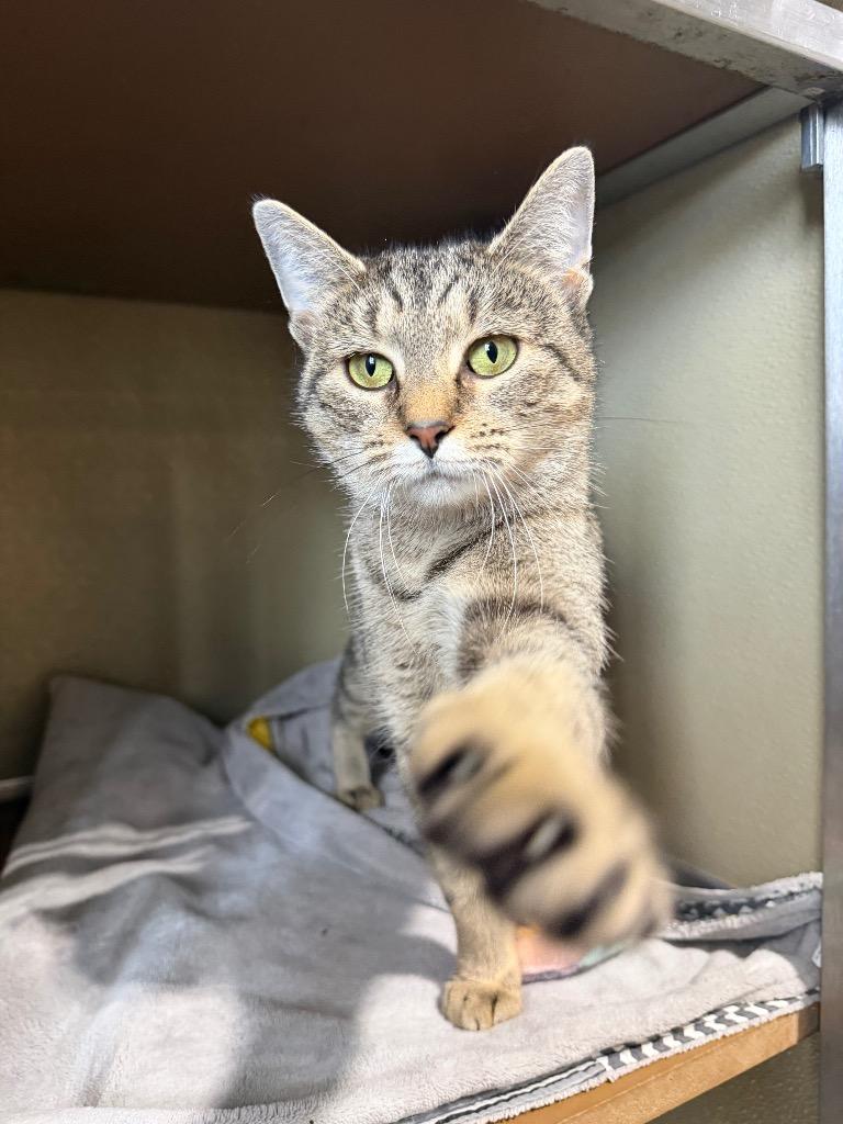 Enlarge Lady Bird- indoor/outdoor-retired momma, a Adoptable mixed breed in Pierceton, IN image 6/6