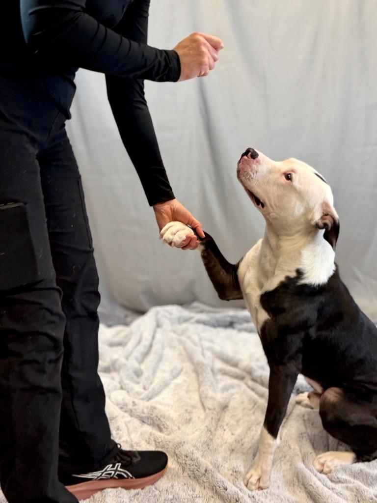 Bingo, Adoptable, Young Male Mixed Breed.