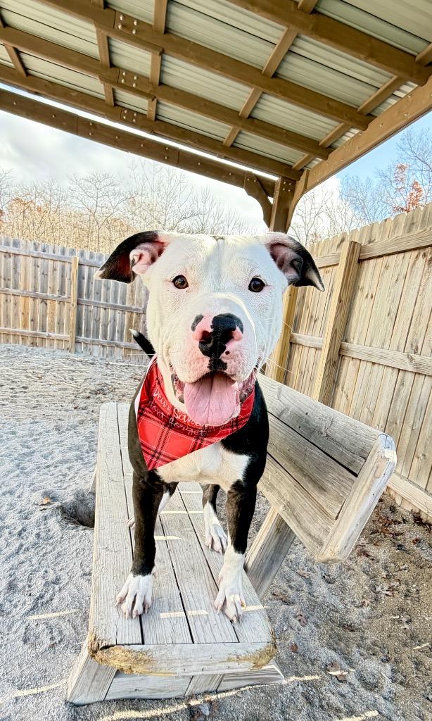 Enlarge Bingo, a Adoptable Mixed Breed in Muskegon, MI image 1/3