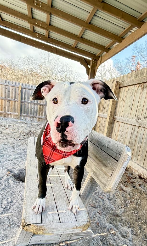 Enlarge Bingo, a Adoptable Mixed Breed in Muskegon, MI image 2/6