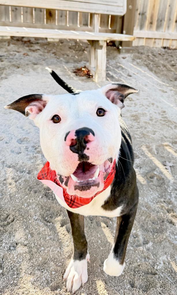 Enlarge Bingo, a Adoptable Mixed Breed in Muskegon, MI image 4/6