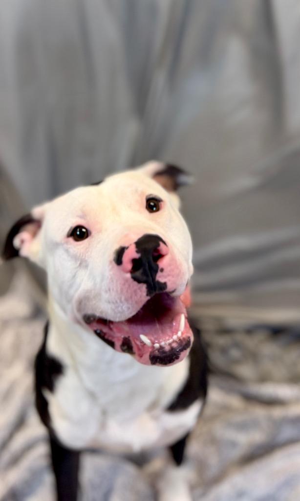 Enlarge Bingo, a Adoptable Mixed Breed in Muskegon, MI image 5/6