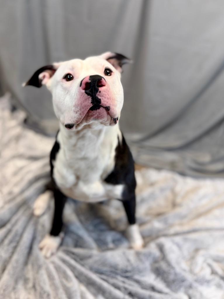 Enlarge Bingo, a Adoptable Mixed Breed in Muskegon, MI image 6/6