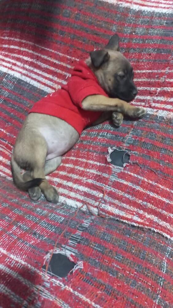 LAIKA, a Adoptable mixed breed in Langley, BC image 2/5